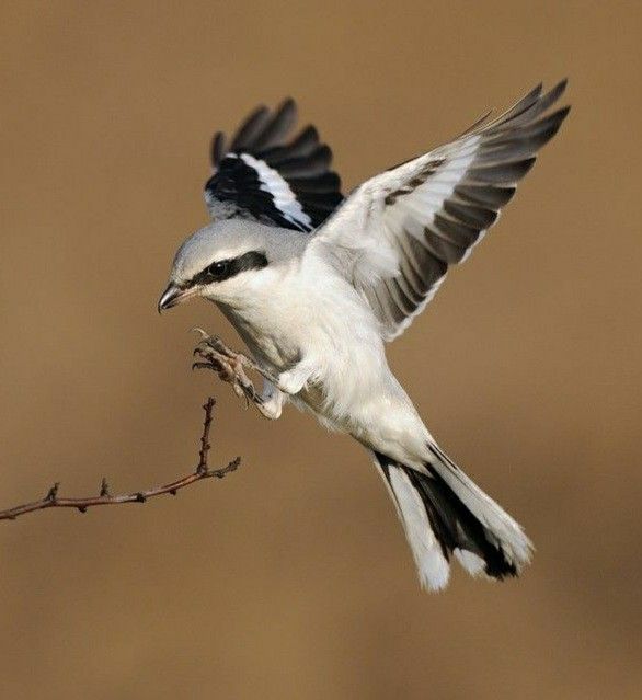 Pie-grièche écorcheur